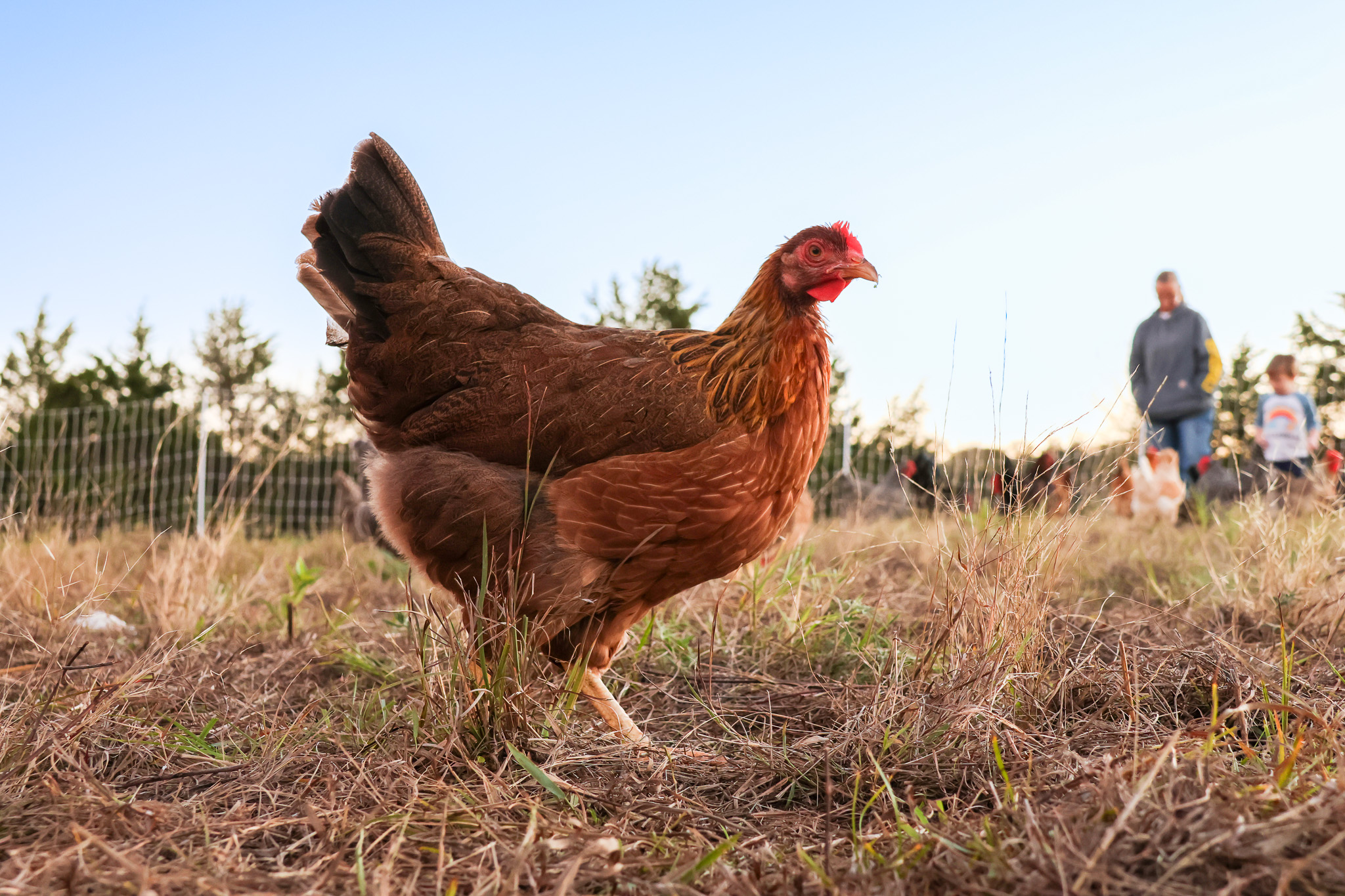 an image of a laying hen on the farm